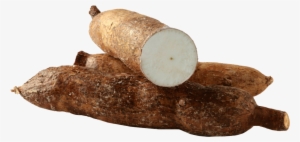 From A Nutritional Point View, Yucca Stands Out Because