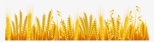 Common Wheat Ear Drawing - Drawing