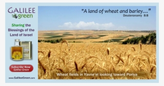 Galilee Wheat - Galilee Green
