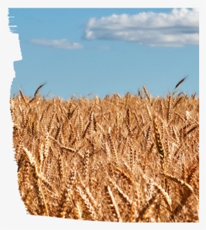 Midwest - Fiber Crop