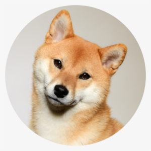 Zelda Is A Five Year Old Shiba Inu From Seattle, Wa - Dog