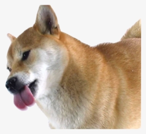 Dancing Doge Png - Shiba Inu Licking Screen