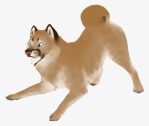 Cougardye - Shiba Inu