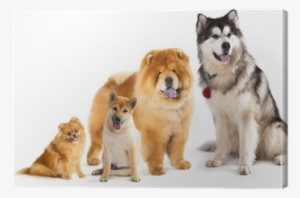 Alaskan Malumut, Shiba Inu, Pomeranian, Chow Chow,
