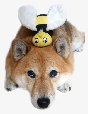 Shiba Inu Dog With Bee - Bee Shiba