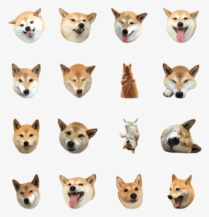 Buddy Love Life - Shiba Inu