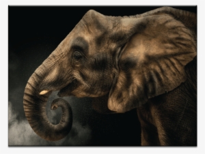 Fibonacci - Print On Canvas: Fibonacci By Pedro Jarque