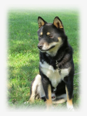 Our Male Shiba Inus - Father
