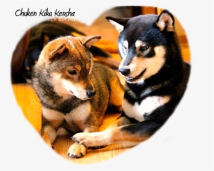 Chuken Kiku Kensha Shiba Inu Kennel Ckk Elevage - Shiba Inu