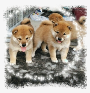 No Pups Available - Puppy
