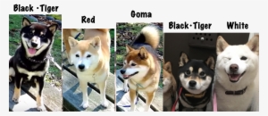 Shiba Inu