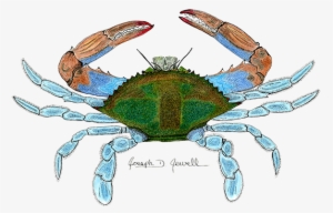 Blue Crab - Chesapeake Blue Crab