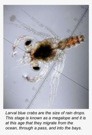 Bluecrab - Blue Crab Megalopae