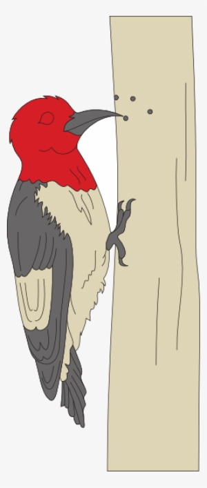 Pecking Woodpecker Clip Art - Woodpecker Clip Art