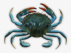 Blue Crab - Blaukrabbe