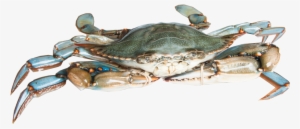 Blue Crab - Chesapeake Blue Crab