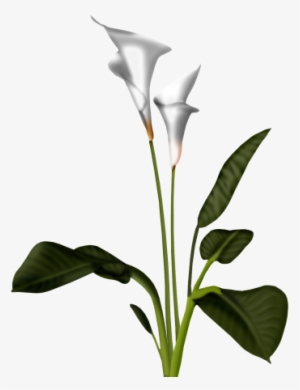 Calla Lily Clipart Transparent - Calla Flower Png