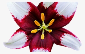 Burgundy White Lily By Jeanicebartzen27 On Deviantart - Lily