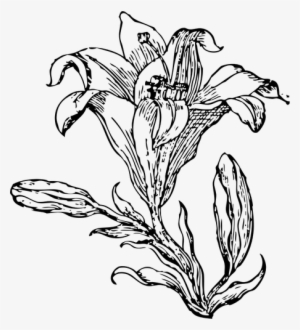 White Lily Flower Drawing At Getdrawings - Flower Line Art Png