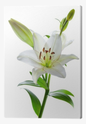 Go To Image - Flowering Plant Lily