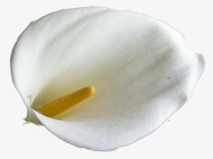 Calla Lily Image - Clip Art