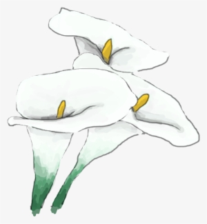 Whitelily - Lily