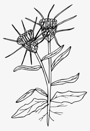 This Free Icons Png Design Of Yellow Star Thistle