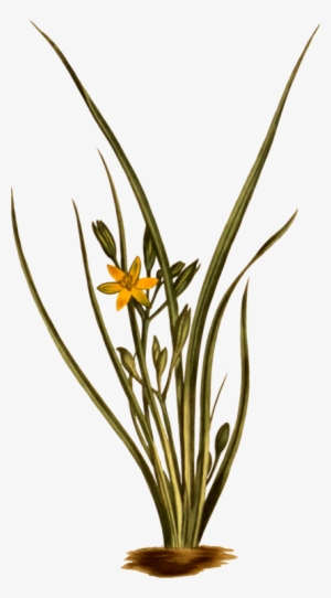 Yellow Star Grass Grasses Flowering Plant Plant Stem - Hypoxis Hirsuta
