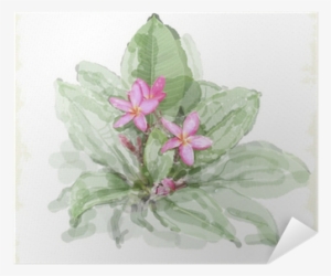 Frangipani Flower - Evsimo Dekoratif Yastık 40x40 Cm - (452-13079)