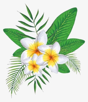 Este Gráficos Es Pintado A Mano De Flores De Tres Huevos - Rosa Glauca