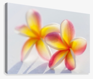 A Pair Of Beautiful Yellow And Pink Plumeria Flowers - Pink Plumeria