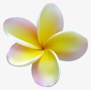 Plumeria - Frangipani