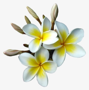 Tubes - Обои Рабочий Стол Магнолия