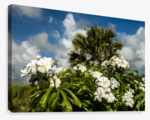 Frangipani , Hawaiian Lei Flower
