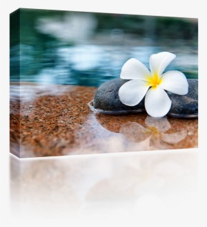 Plumeria Stones - Frangipani