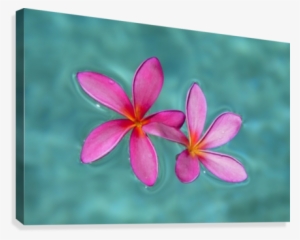 Close-up Of Pink Plumeria Flowers In Water