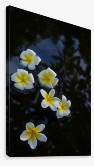 Plumeria In Pond Canvas Print - Frangipani