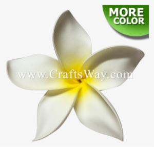 Plumeria Type Ou - Frangipani