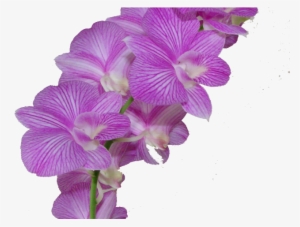 Plumeria Clipart Purple - Flor Morado