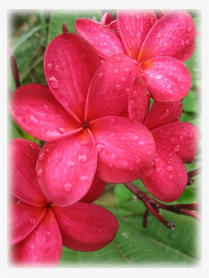 Pause - Frangipani