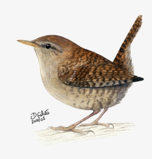 Carolina Wren Drawing - Drawing Of A Wren