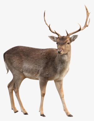 Brown Deer Standing Png Image - Deer Png