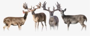 Our Number One Goal At Pinnacle Whitetails Is To Take - Elk