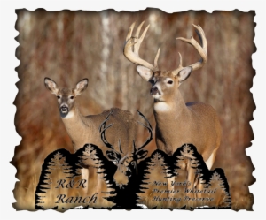 R&r Ranch Whitetail Deer Outfitter - Deer Background