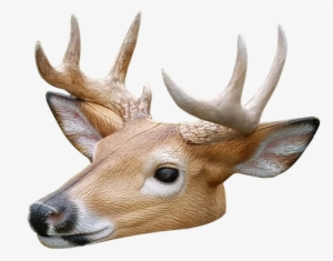 Elk