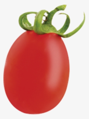 Plum Tomato