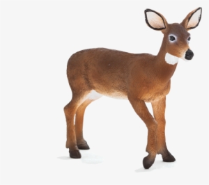 White Tailed Deer Doe - Animal Planet White Tailed Deer Doe