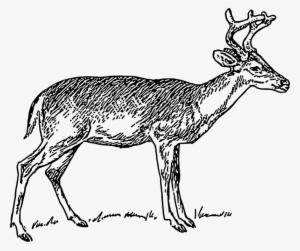 White Tailed Deer Clipart Whitetail Deer - Deer Clip Art Black And White