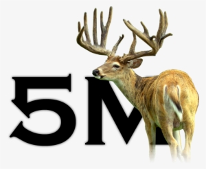5m Deer For Sale3 - Deer