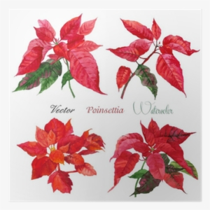 Set Of Poinsettia Flowers - Talking Tables Botanical Poinsettia Napkins